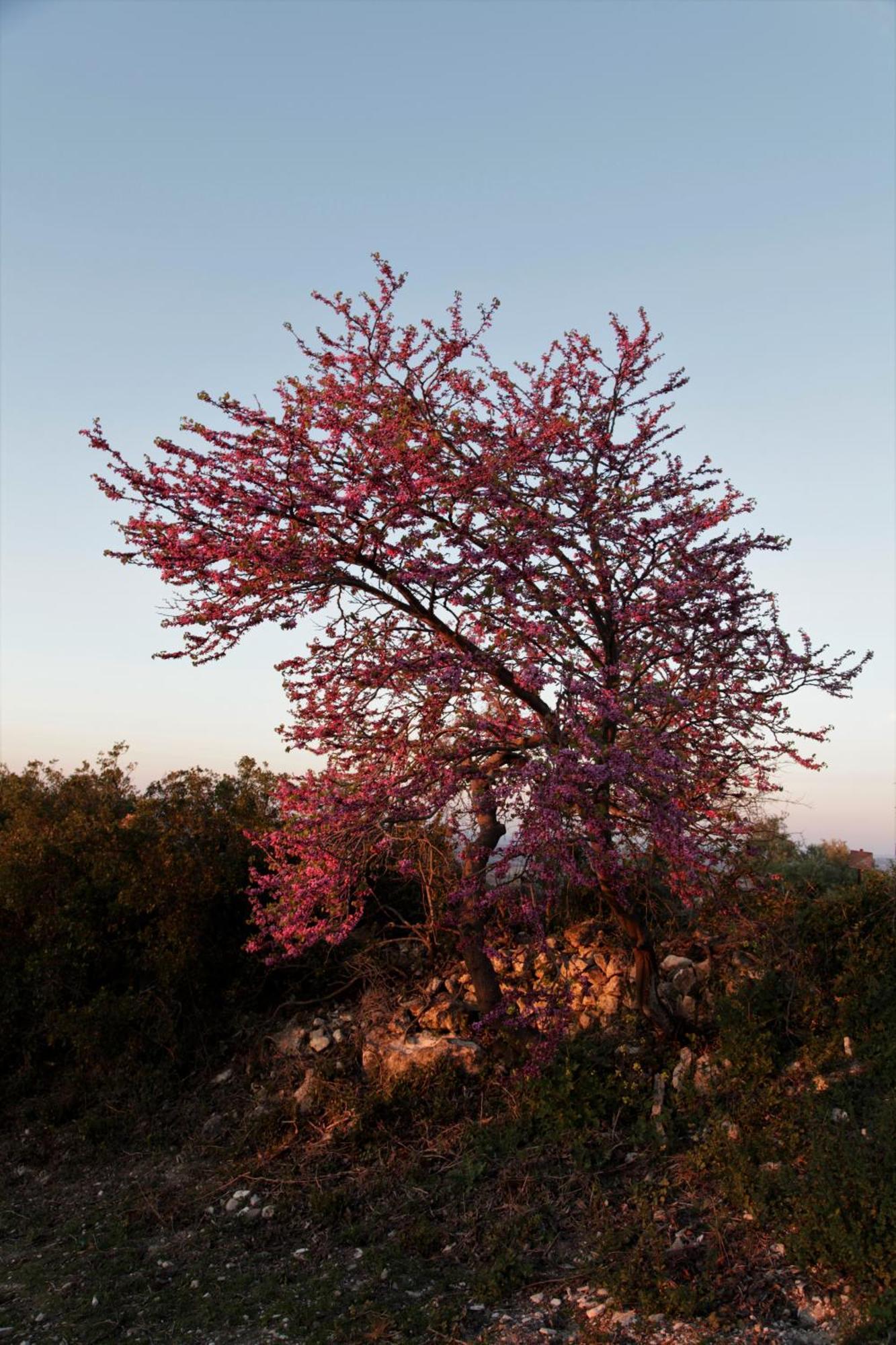 Vina Zarzarrosa Οσούνα Εξωτερικό φωτογραφία